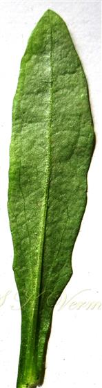  Cauline leaf(Abaxial view)